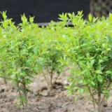 Ukrasno drveće i grmlje: dull privet